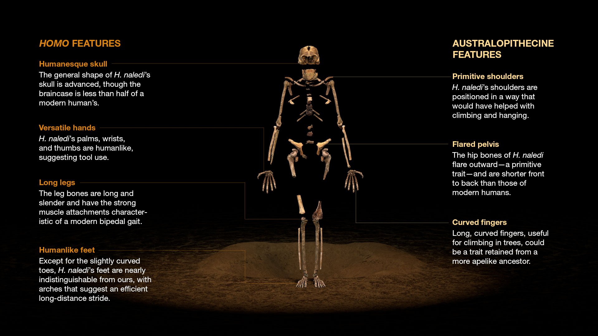 human evolution chart national geographic