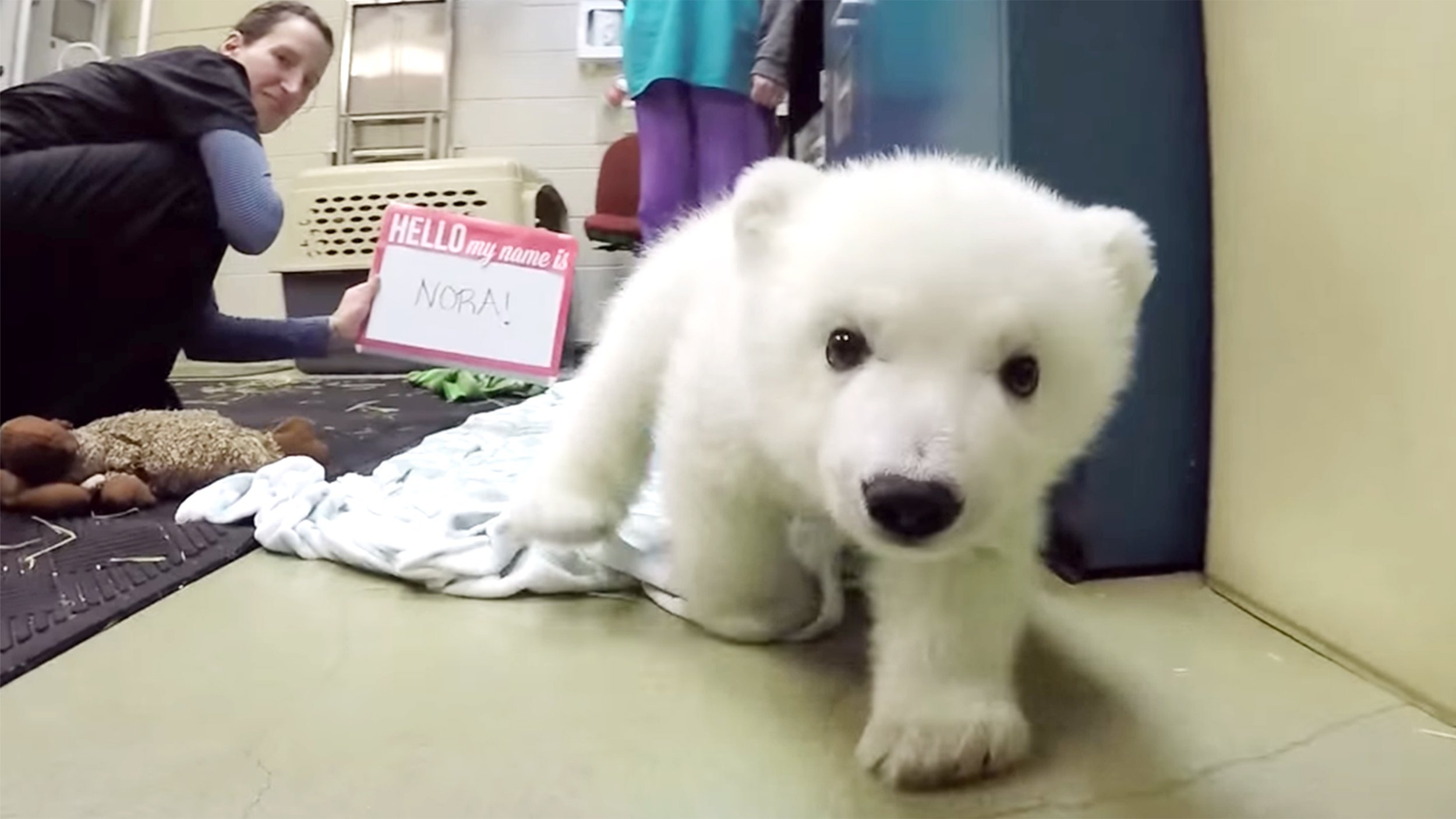 Baby Polar Bears Playing Video