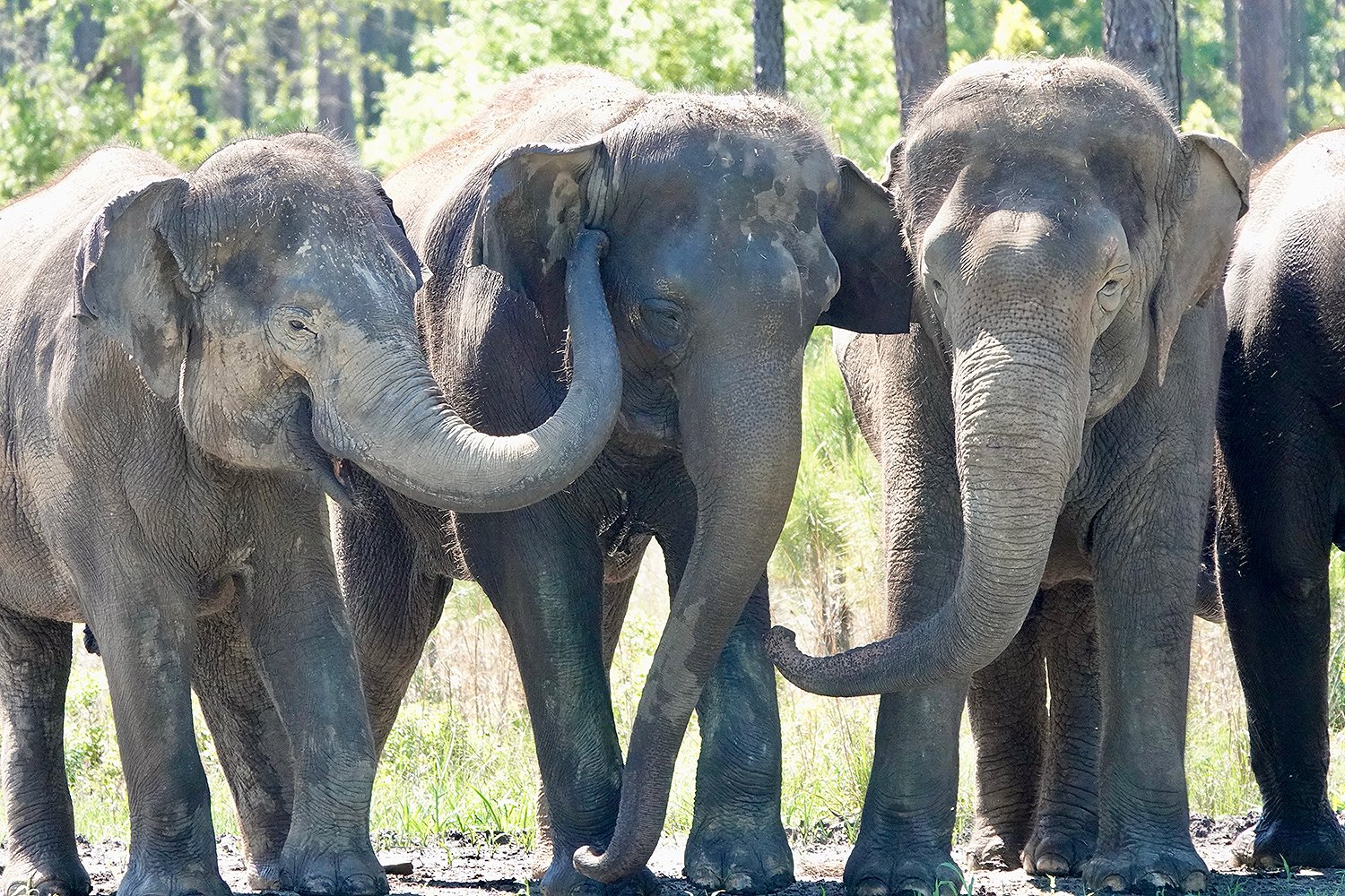 Retired Circus Elephants Move To New Home With Plenty Of Room To Explore