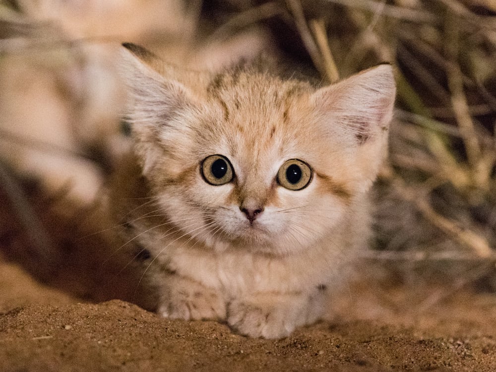 Video Of The Week — Gorgeous Sand Cat Kittens Seen In The Wild For The ...