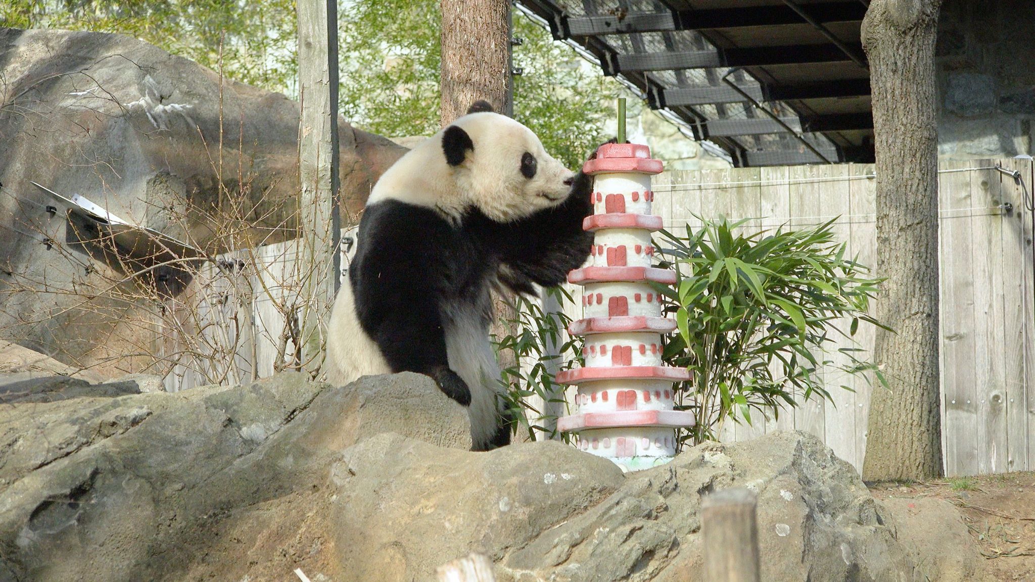 National Zoo Giant Panda Bao Bao Begins Her New Life In China