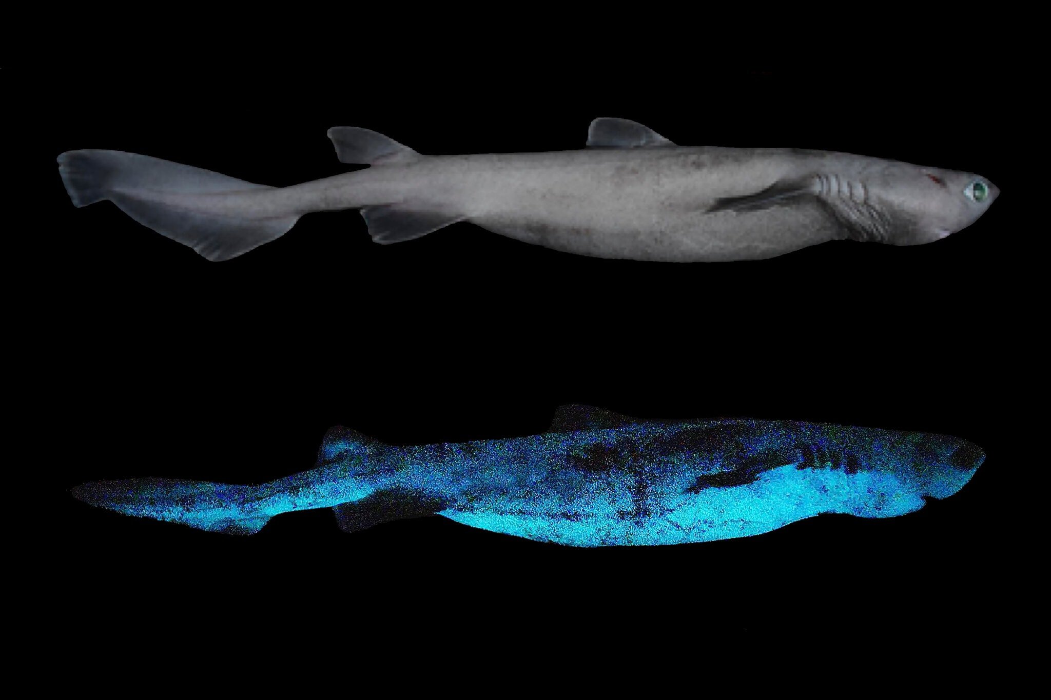 The Kitefin Shark Is The World's Largest-Known Luminous Vertebrate