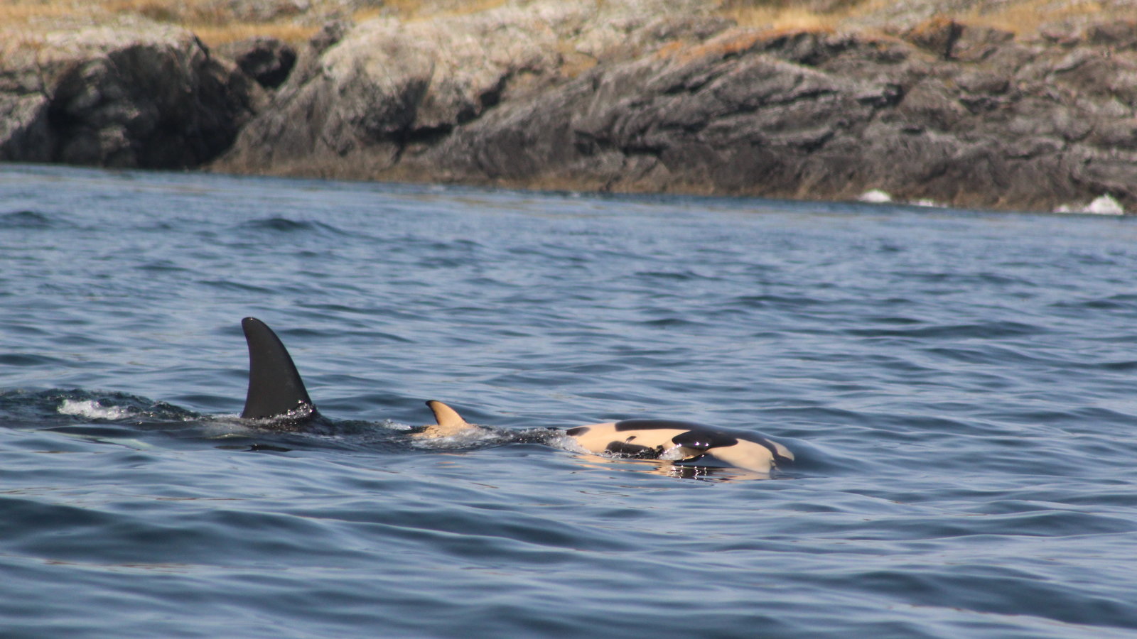 Grieving Salish Sea Orca Whale Carries Dead Calf For 17 Days