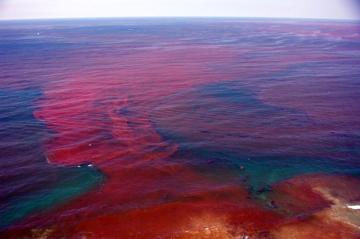 Rare Footage Captures Dolphins Swimming Through Bioluminescent Plankton Kids News Article - Page 2