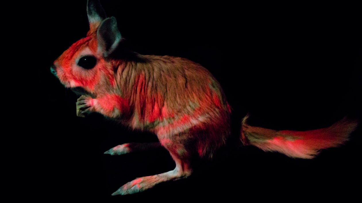 More that 125 mammal species glow under UV light