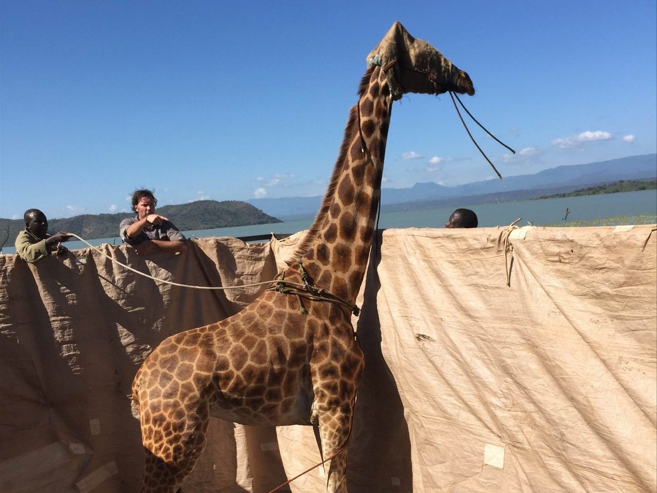 Conservationists Rescue Endangered Giraffes Trapped On Kenyan Island