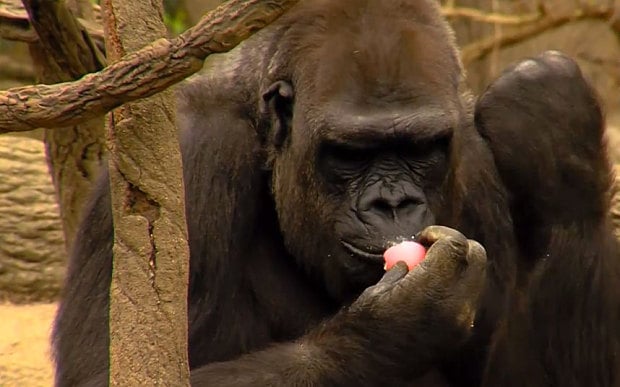 Video Of The Week — Gorillas Love Egg Hunts Too!