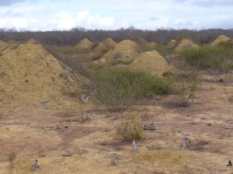 Ancient Network Of Massive Termite Mounds In Brazil Are "Biological Wonders"