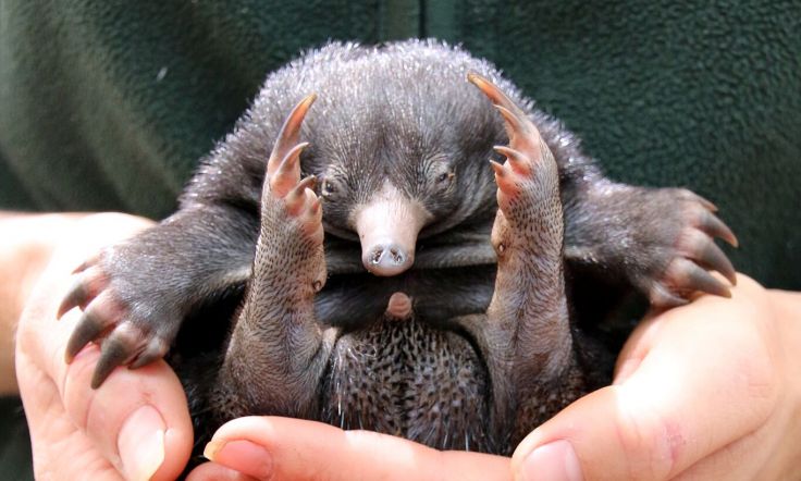 australian echidna