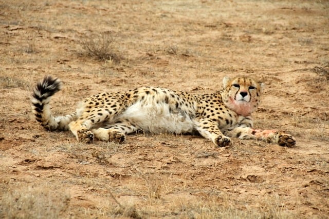 Rare Asiatic Cheetah Cubs Born In Captivity In Iran