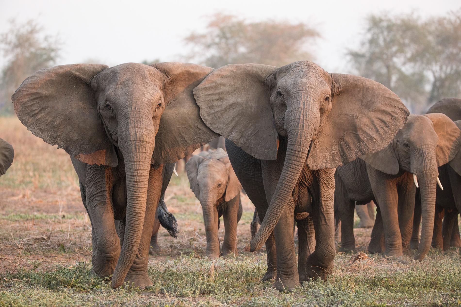 Excessive Poaching May Be Causing African Elephants To Evolve Without Tusks