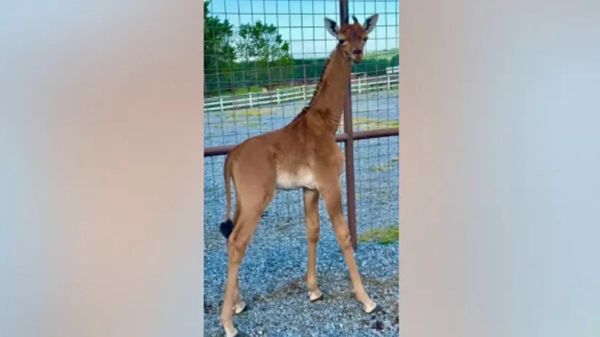 Spotless arrival: Rare giraffe without coat pattern is born at Tennessee  zoo - ABC7 Chicago