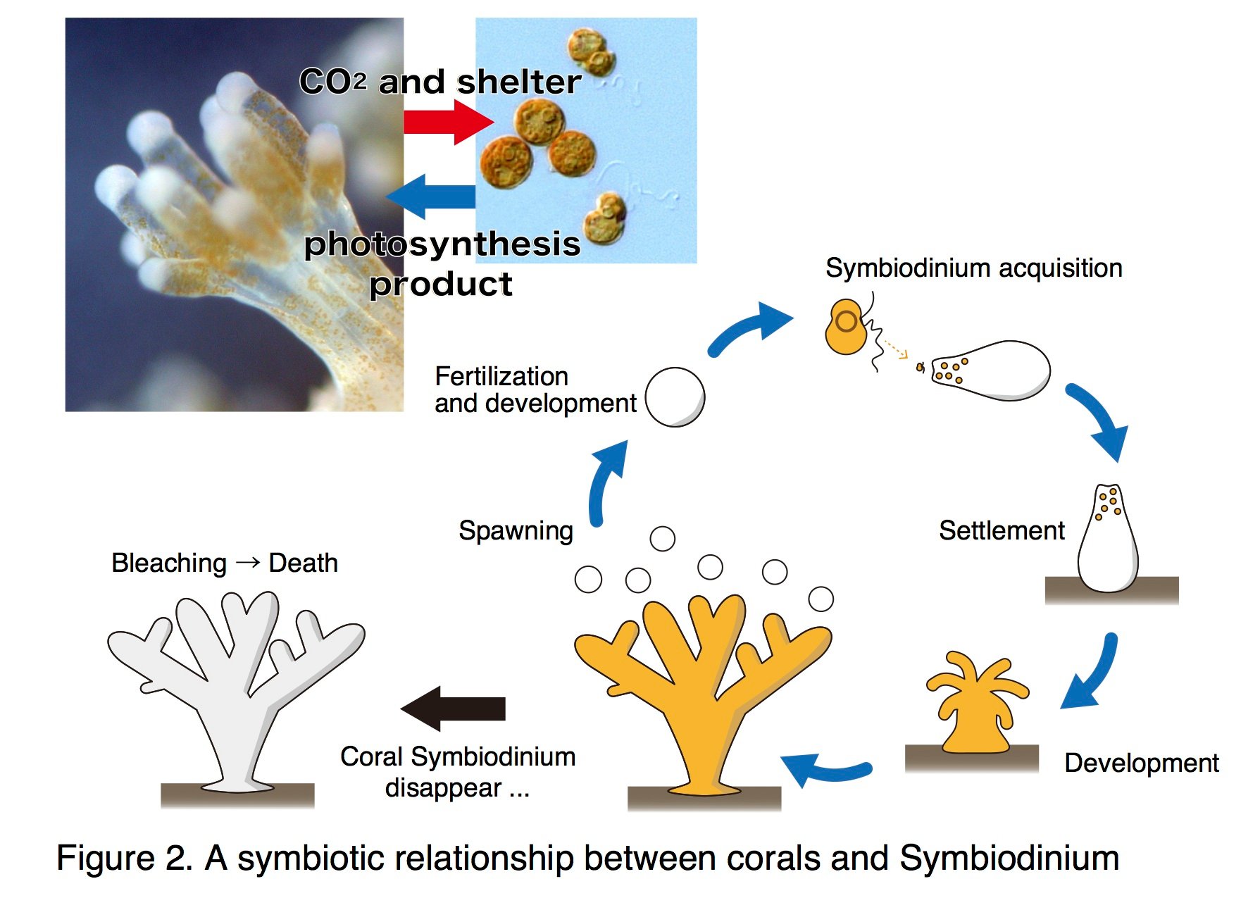 examples of commensalism in the great barrier reef