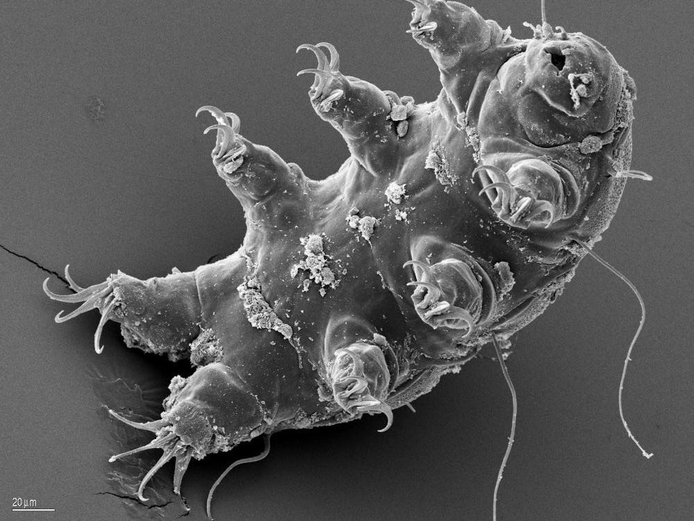 Rare Tardigrade Fossil Found Trapped In Amber