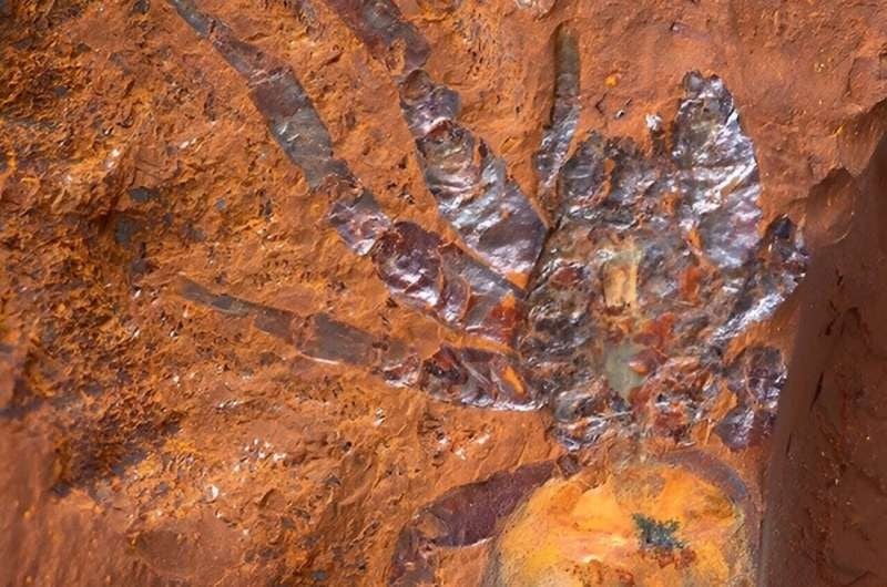 Descubrimiento de un fósil de araña “gigante” en Australia: reseña y valoraciones de libros para niños