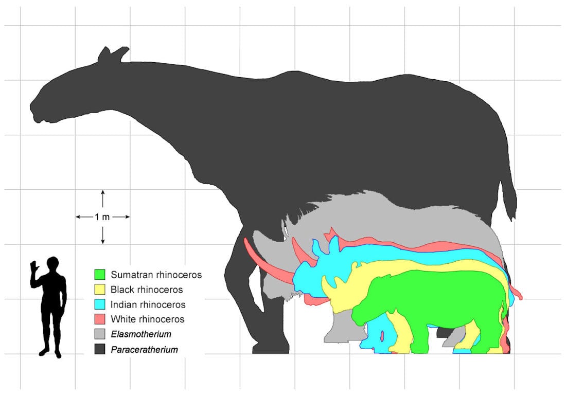 prehistoric rhino