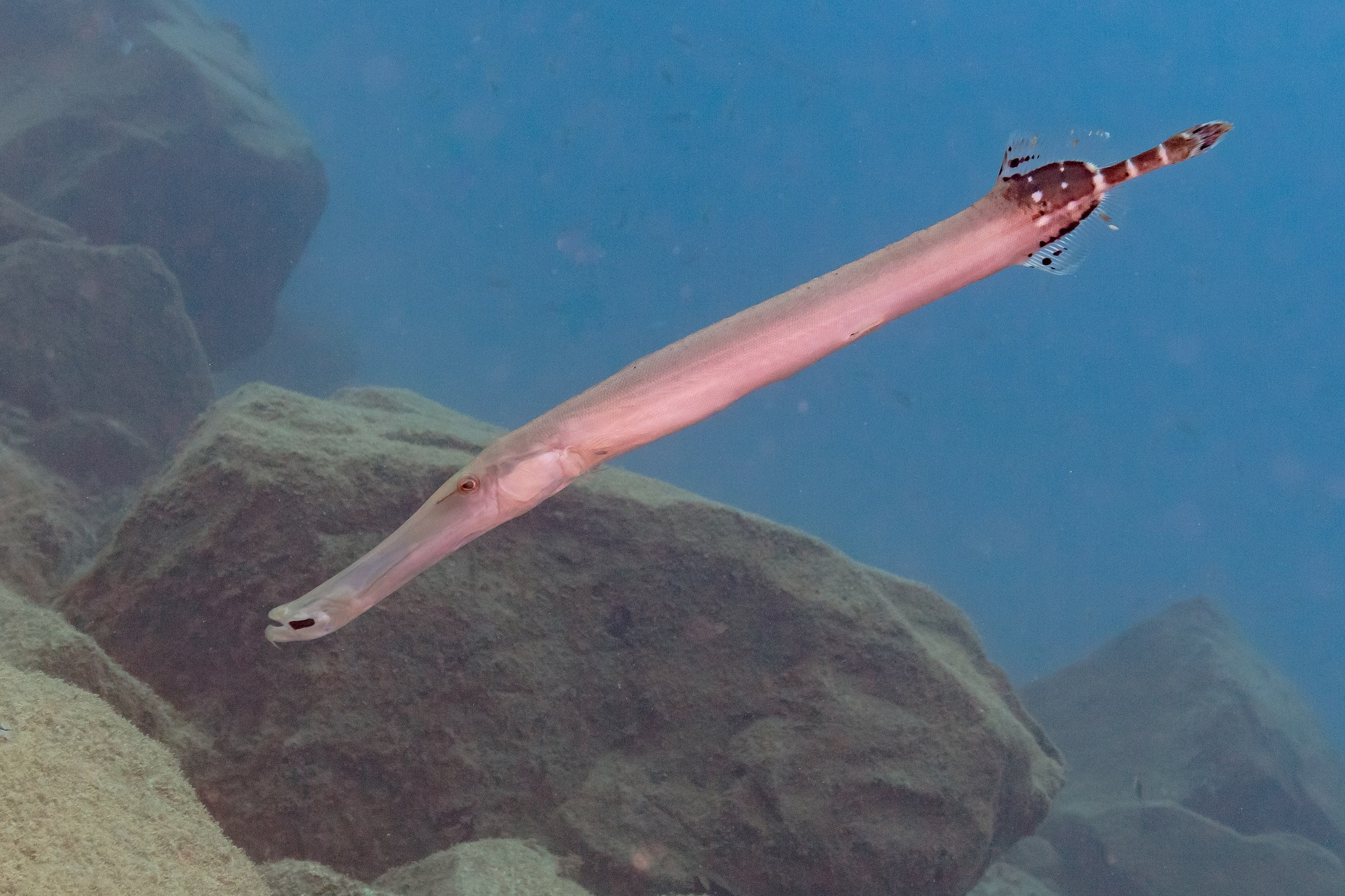 Hide and Seek: How Clever Trumpetfish Fake Out Their Prey