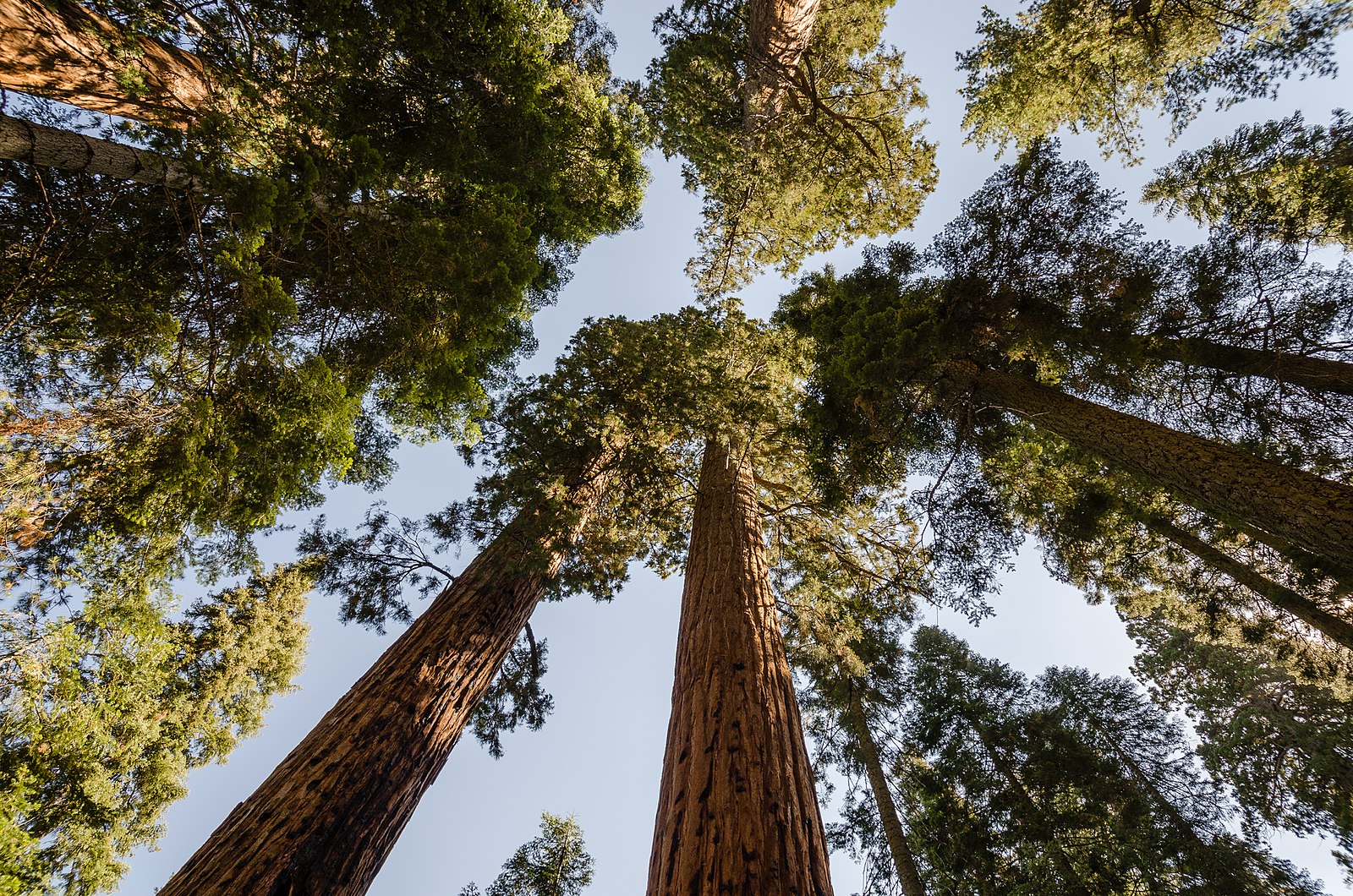 Firefighters Save Sequoia National Park's Beloved Giant Forest From Raging Wildfire