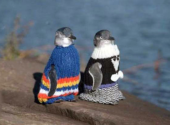 Penguins in sweaters Shop for customizable Penguins In Sweaters clothing on Zazzle. Check out our t-shirts, polo shirts, hoodies, & more great items. Start browsing today!