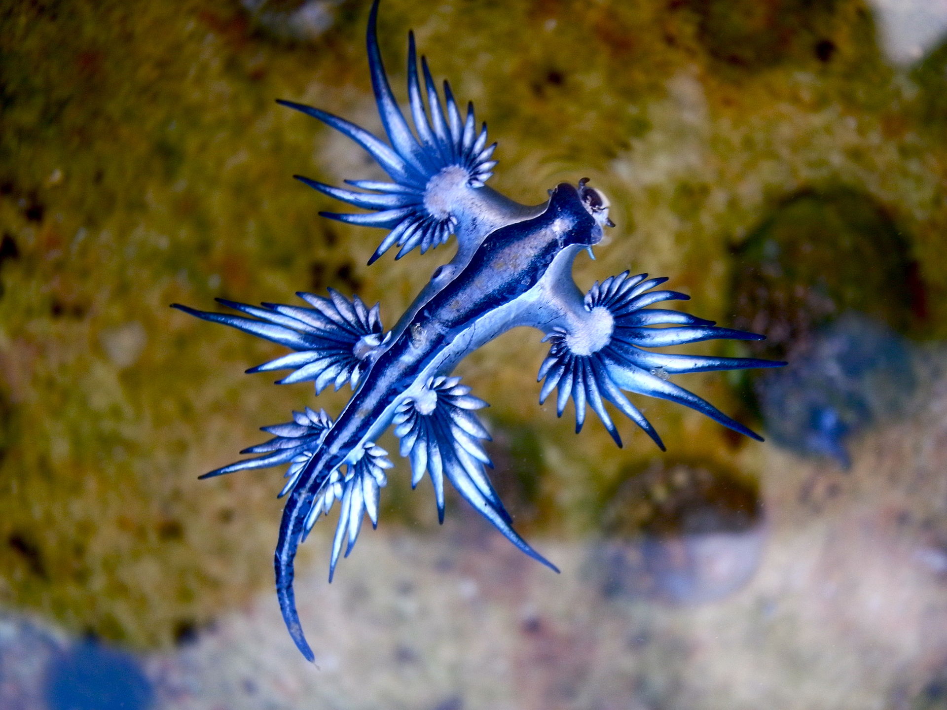 Rare Blue Dragons Are Washing Up On Padre Island National Seashore