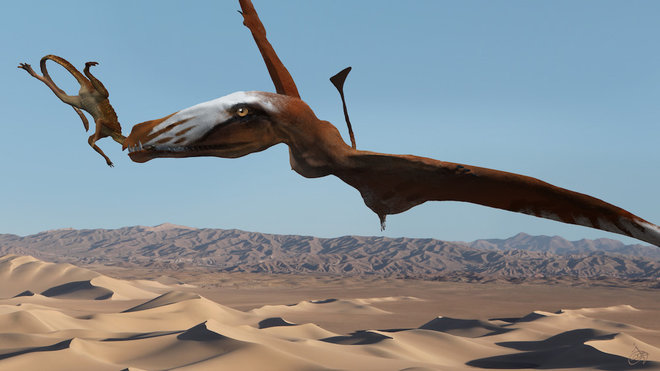 Mini pterosaur from the age of flying giants