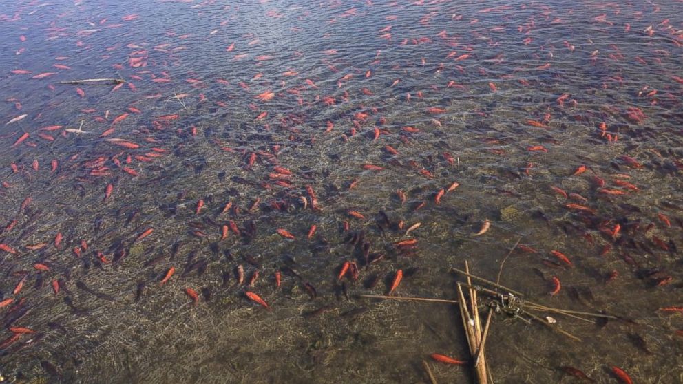 The Goldfish Invasion That Is Threatening A Colorado Lake's Ecosystem