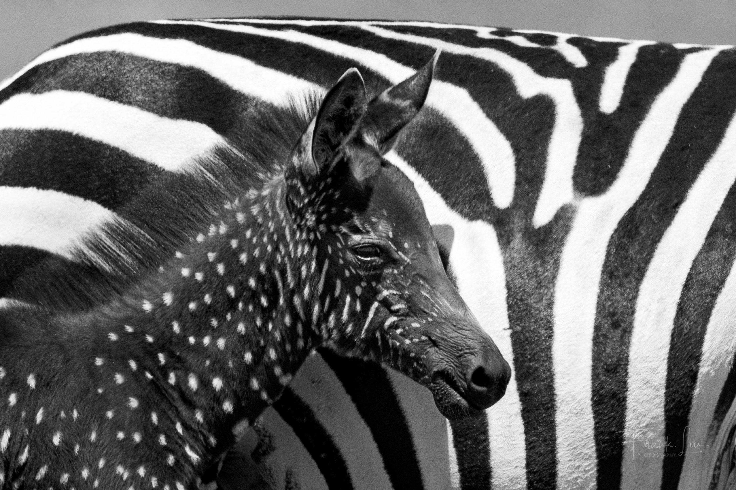 Kenya's Masai Mara National Reserve Is Home To An Adorable Polka-Dotted Zebra Foal