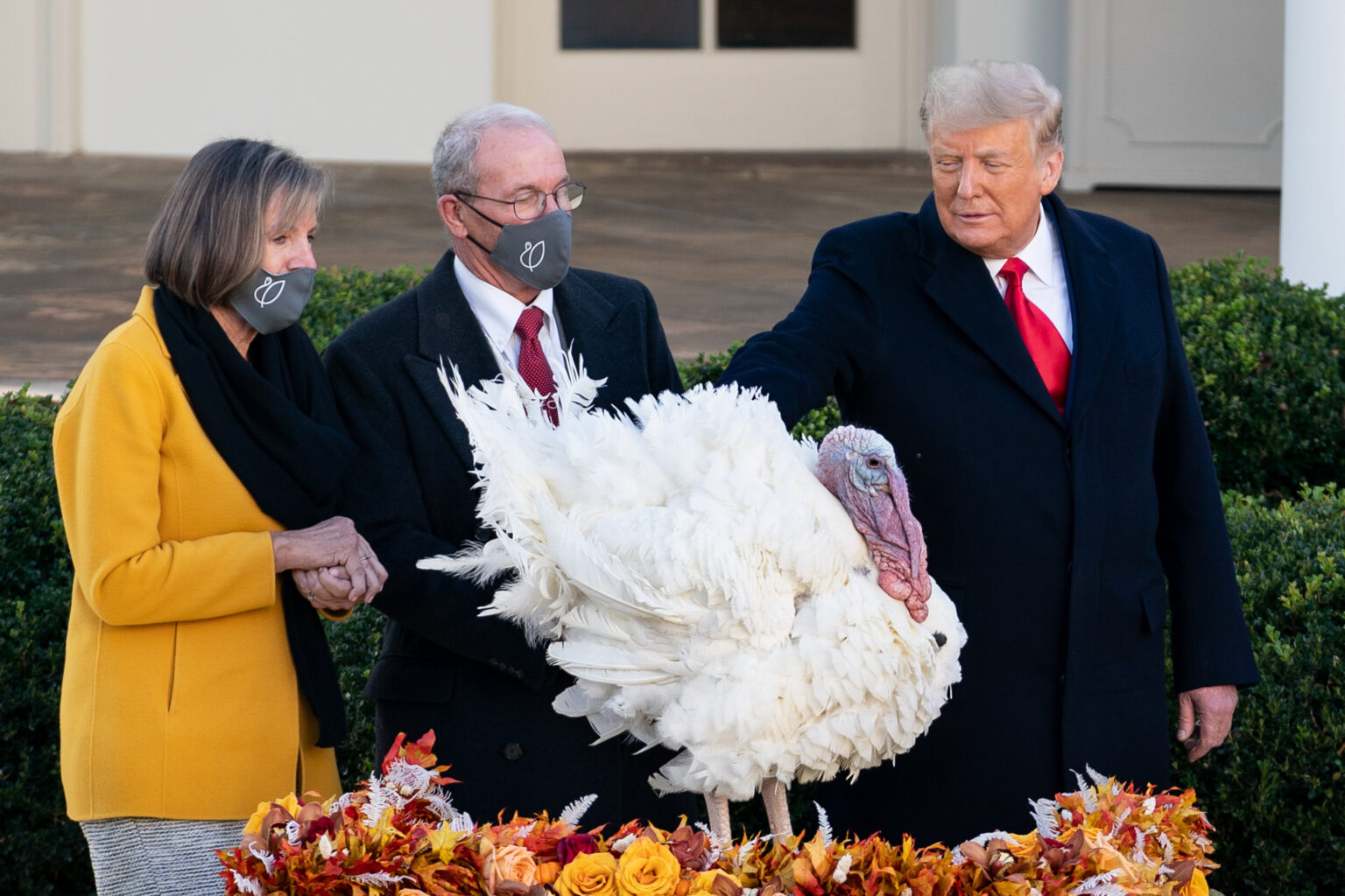 Thanksgiving Turkeys "Corn" And "Cob" Trot Away To Retirement