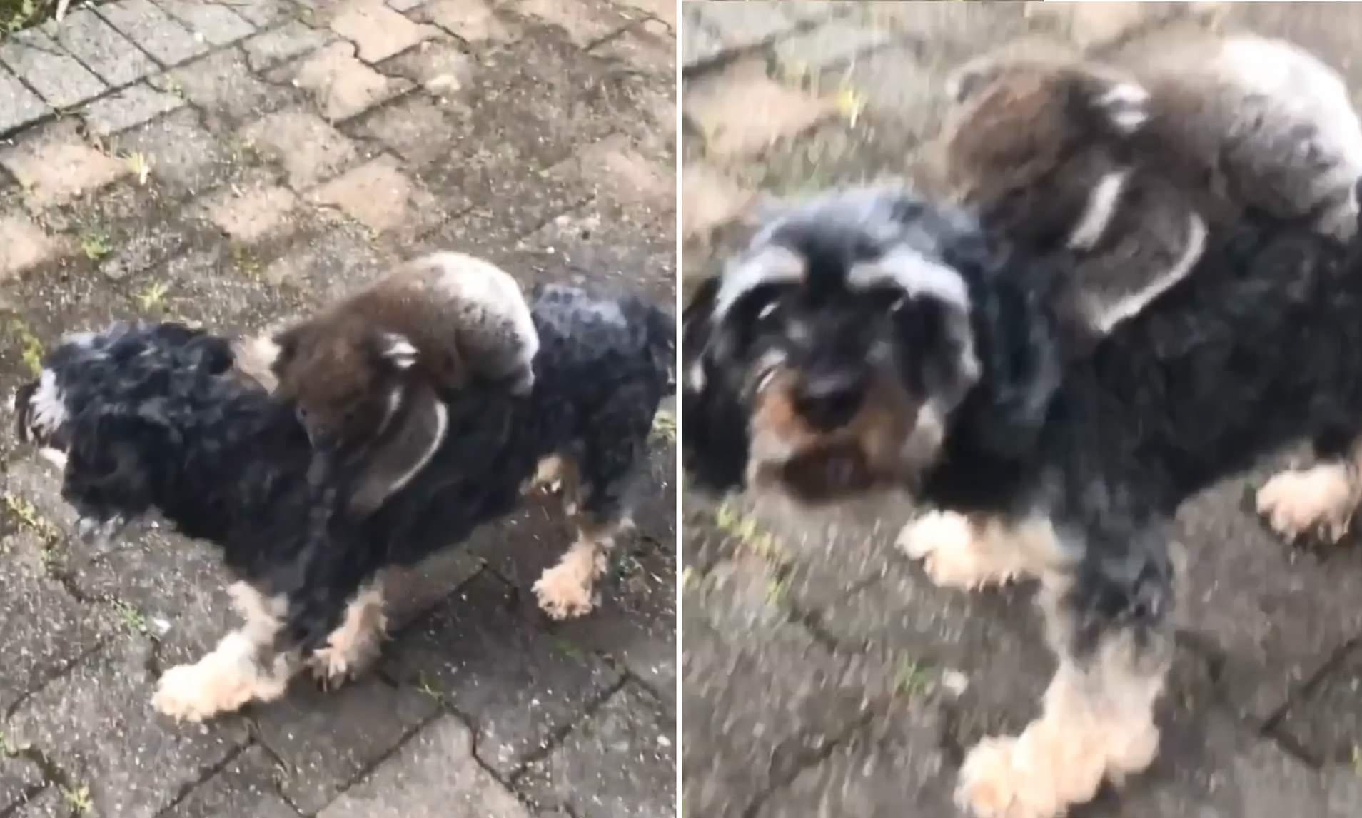 Adorable Baby Koala Mistakes Pet Dog For Its Mother Kids News Article