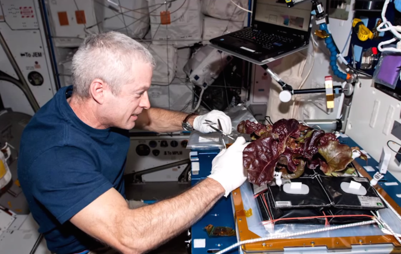 ISS Astronauts Enjoy First Space-Grown Salad