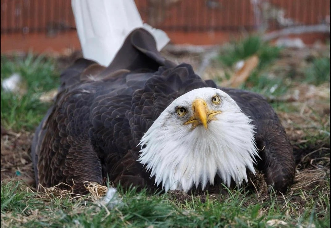 Bald Eagle That Tried To Hatch A Rock Finally Gets To Be A Stepdad