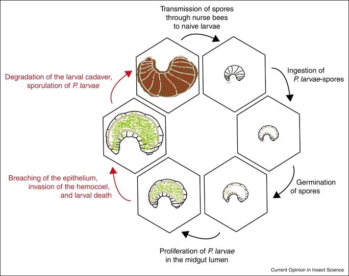 Finnish Scientists Develop Edible Insect Vaccine To Save Bees Book Review  and Ratings by Kids - Ariel Kim