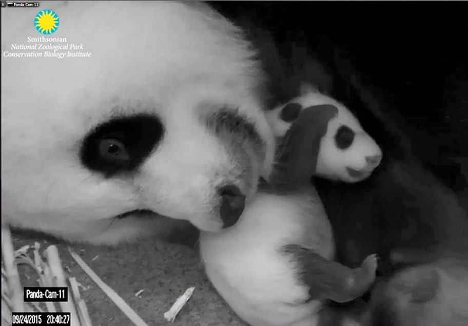 National Zoo's Adorable Newborn Giant Panda Is Named Bei Bei (Precious ...