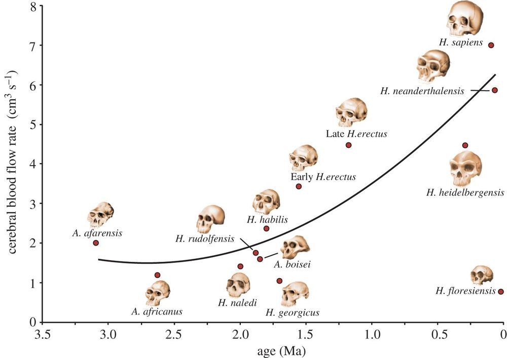 Researchers Say Blood Thirsty Brains Key To Evolution Of