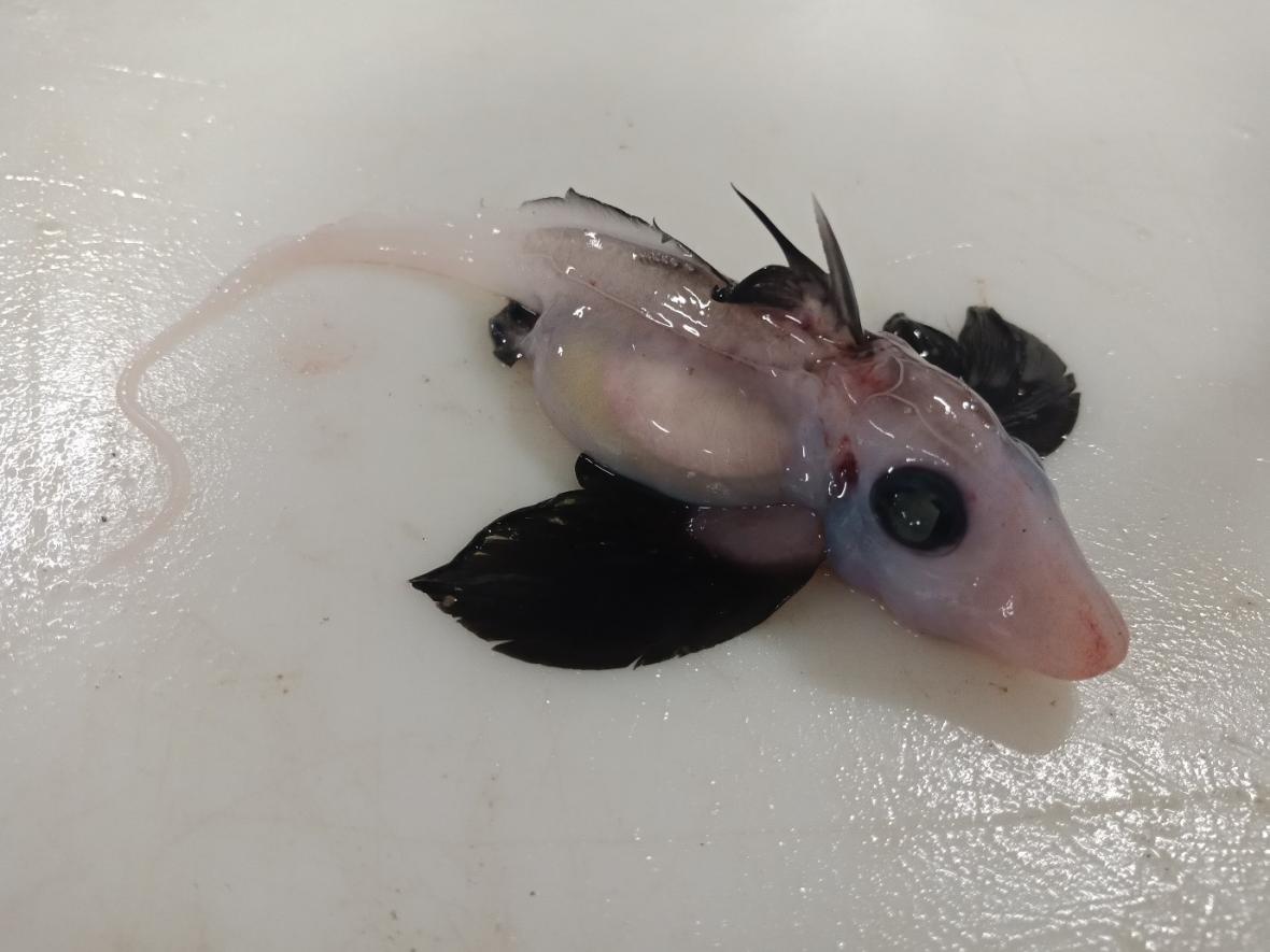 Rare Juvenile "Ghost Shark" Found Off New Zealand Coast