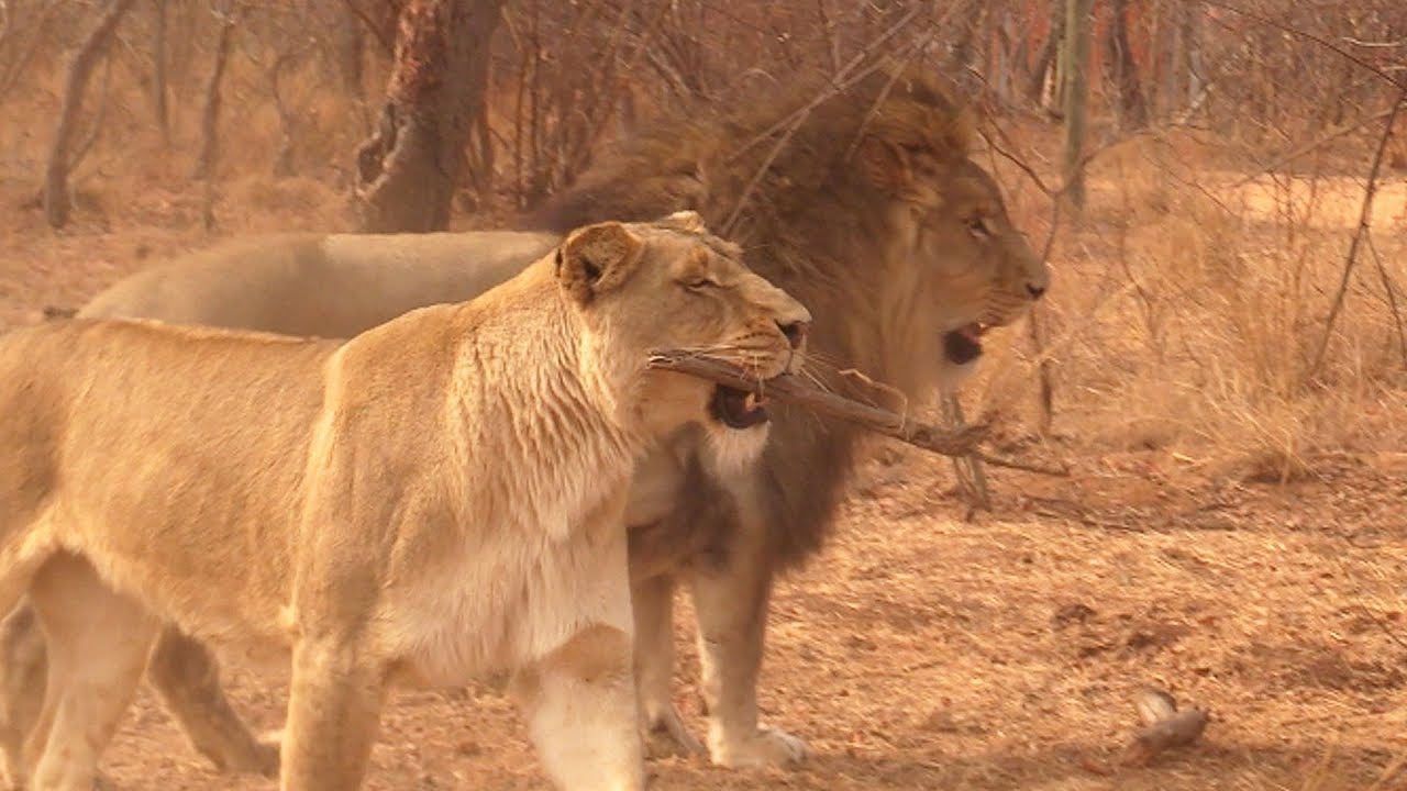 Video of The Week — Meet Serabie, A Lioness Who Loves To Play Fetch!