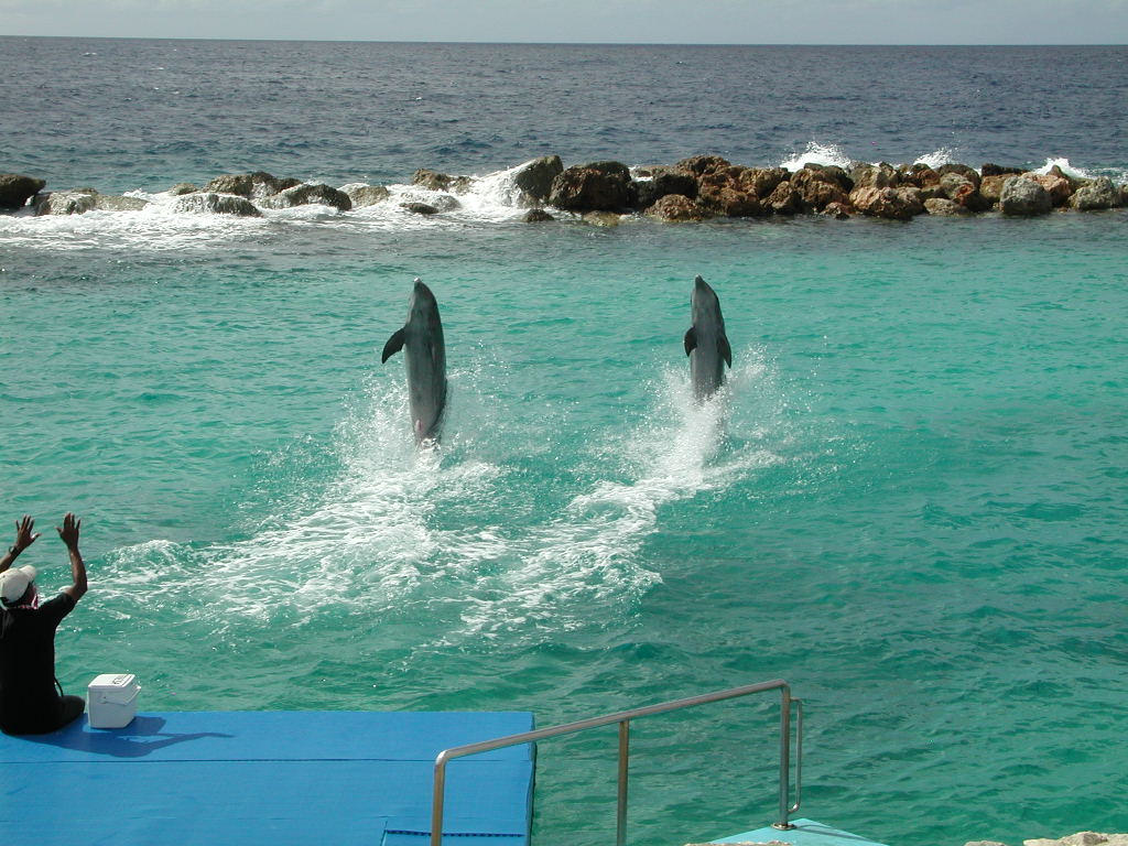 Male Bottlenose Dolphins Use Names To Identify Friends And Rivals Kids  News Article