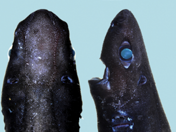 Meet The New Glow-In-The-Dark 'Ninja' Lanternshark