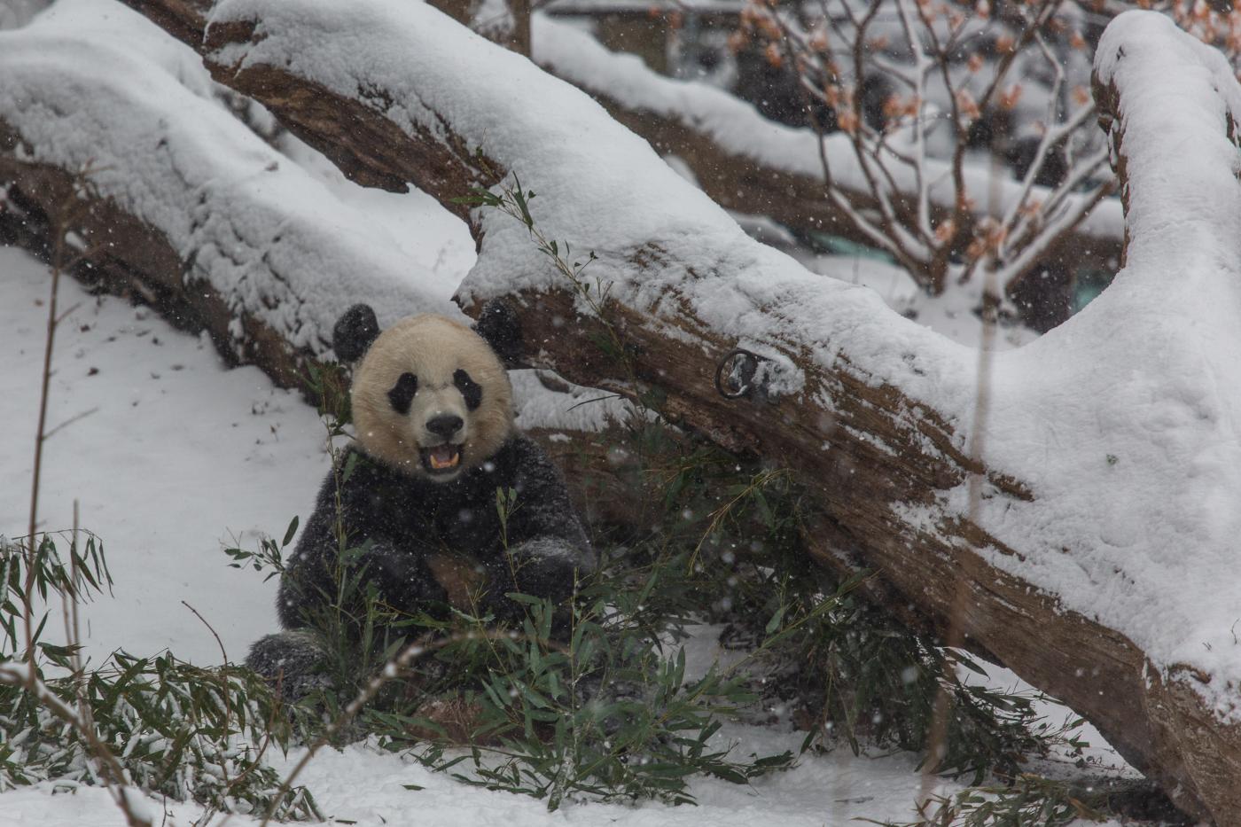 Adorable Giant Panda Bei Bei Enjoys A Snow Day