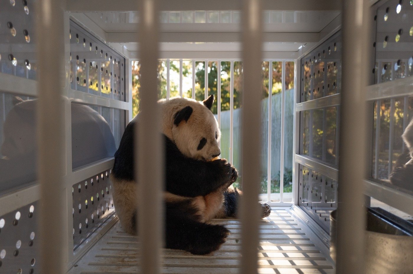 America's Last Panda Zoo Sends China an Earnest Message