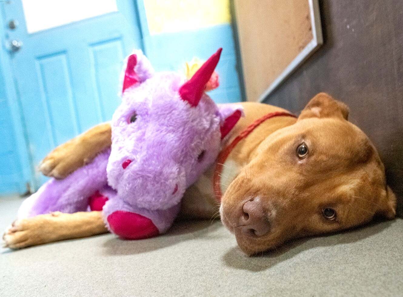 Adorable Stray Puppy Gets The Stuffed Unicorn Of His Dreams And A Forever  Home