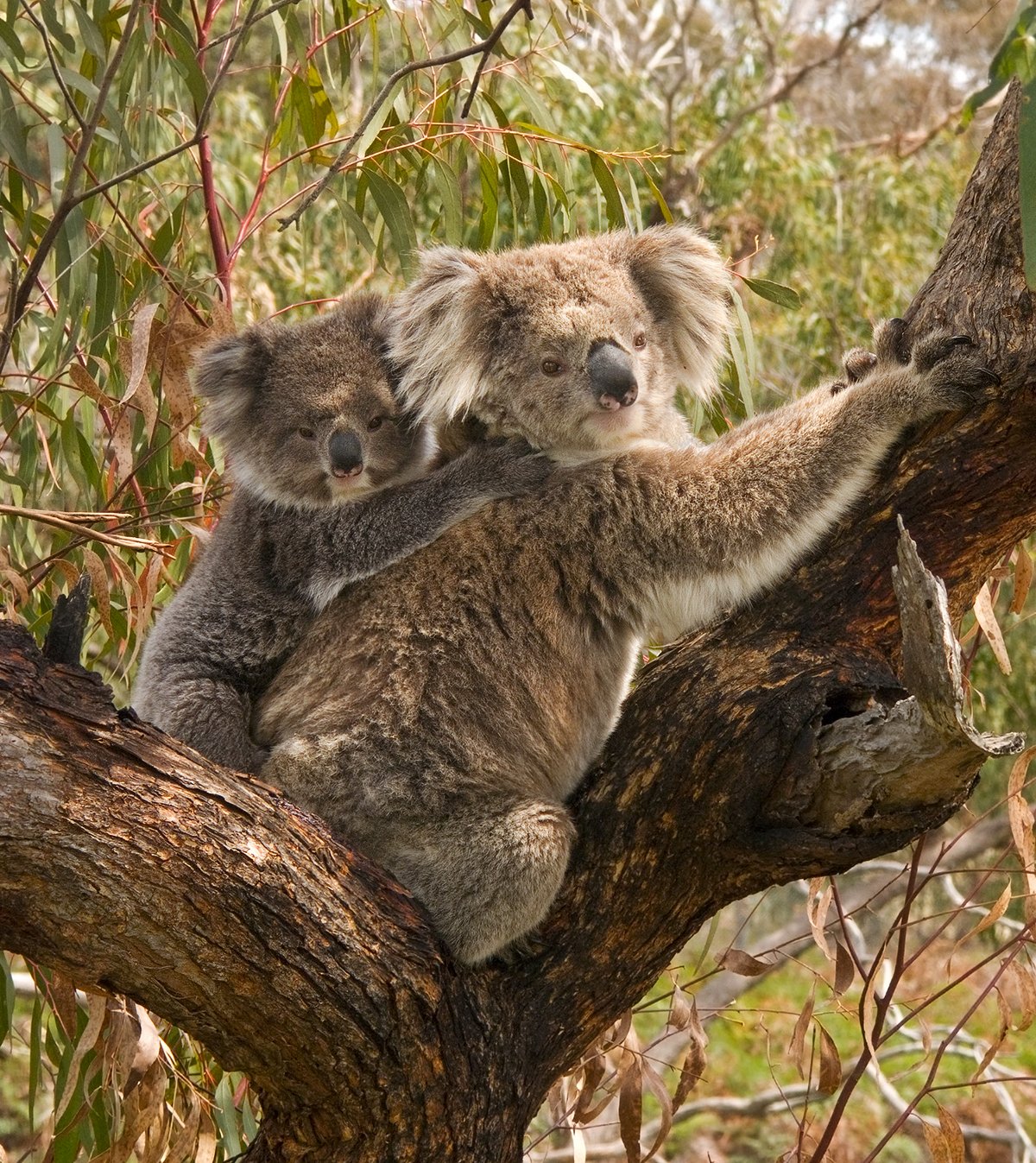 Adorable Baby Koala Mistakes Pet Dog For Its Mother Kids News Article