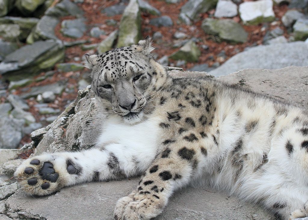 Video Of The Week Snow Leopard Falls From The Edge Of A Mountain And Survives Kids News Article