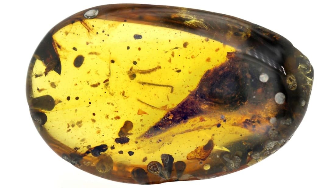 The skull of the world's tiniest dinosaur was found perfectly preserved in a pebble-sized piece of amber (Credit: Lida Xing)