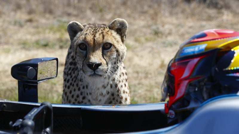 Cheetah Running Race Car Racing