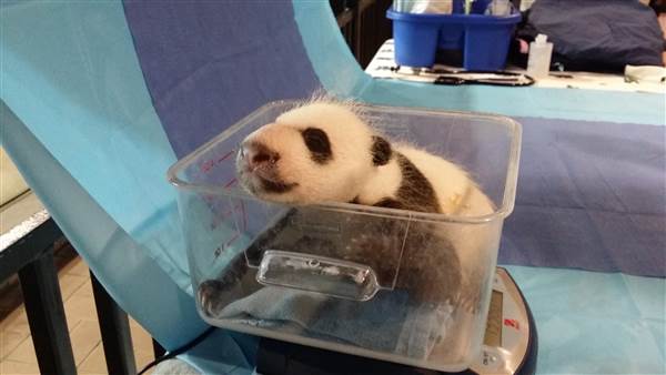 Video Of The Week - Giant Panda Cub Bei Bei Makes His Public Debut