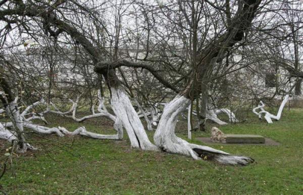 Ukraine's Unique "Apple Tree Colony" Comprises One Ancient Apple Tree