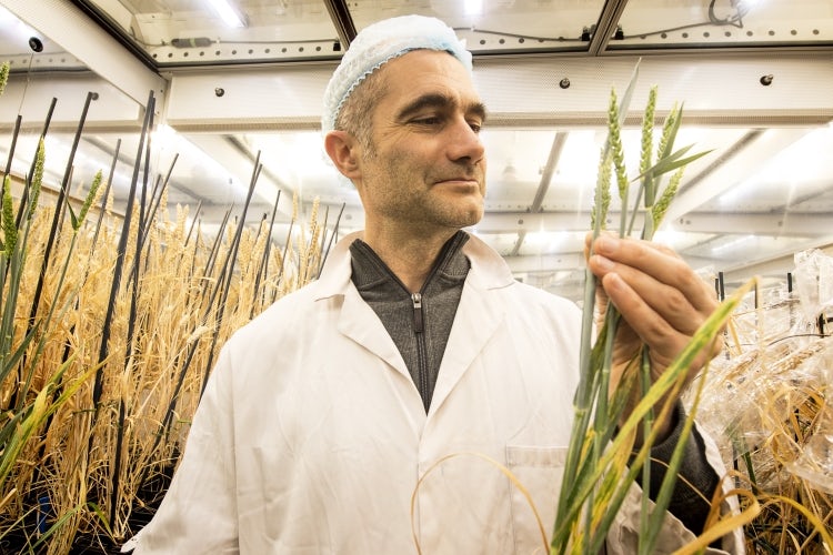 NASA Inspired Speed Breeding Technique May Help Feed Earth's Burgeoning Population