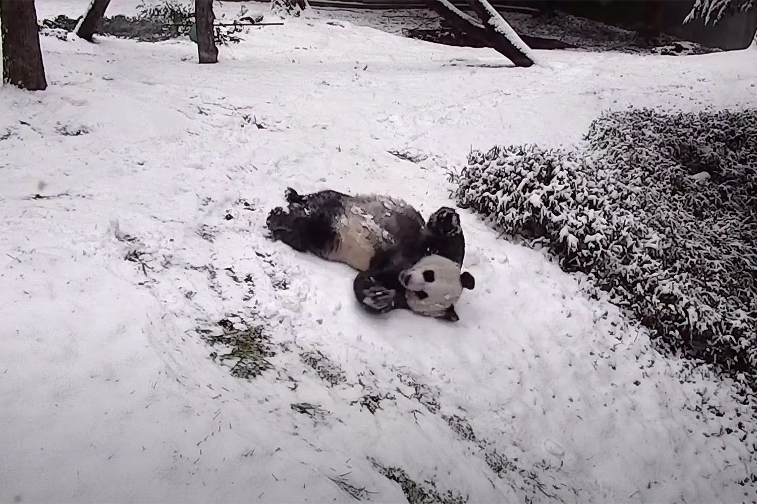 Animals At Smithsonian's National Zoo Enjoy Snow Days!