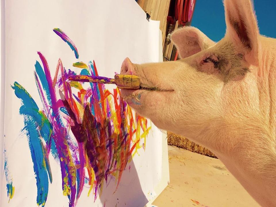 Meet Pigcasso, The World's First Pig Artist